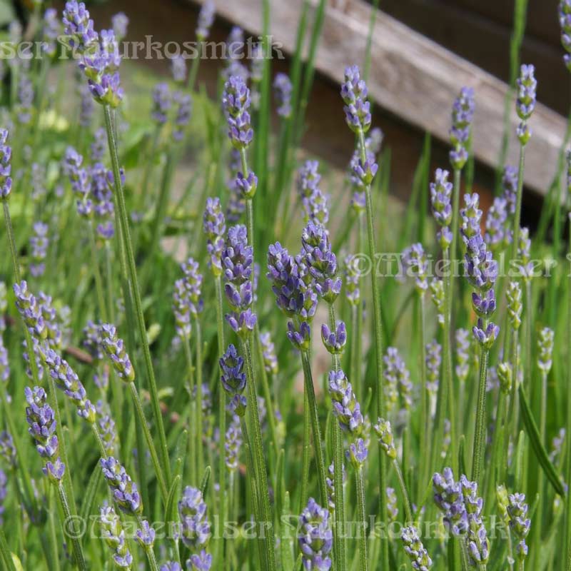 Lavendel 1a wild 1800 m Höhe (3 ml)