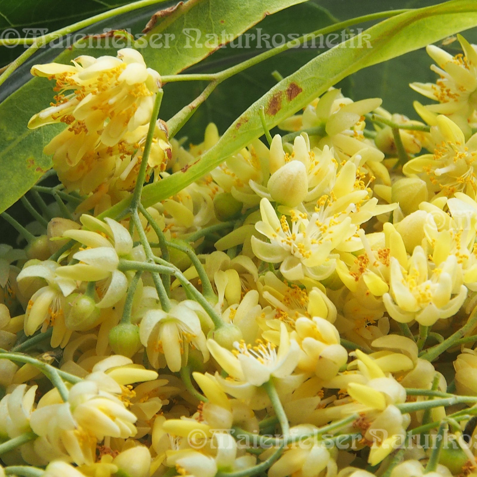 Lindenblüte - Silber Linde BIO (2ml)