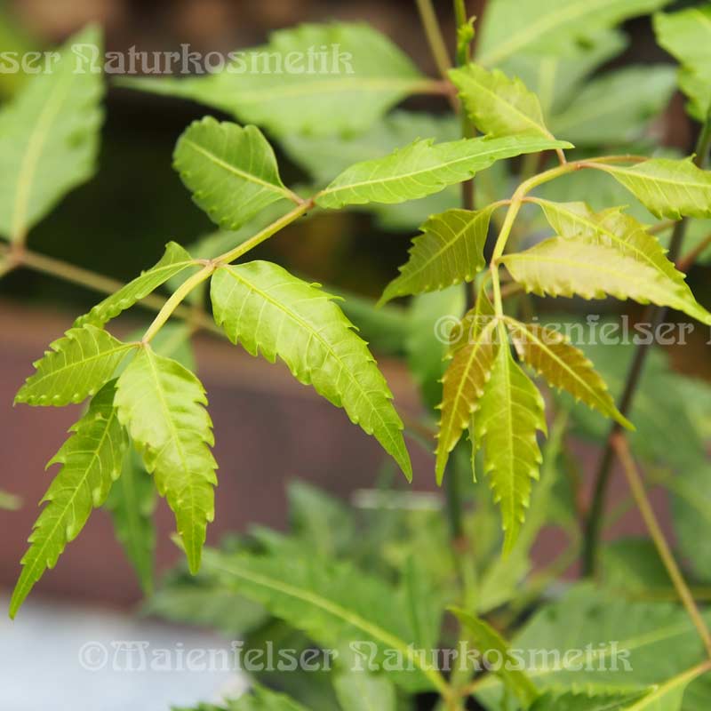 Neemwasser (Niemwasser) BIO