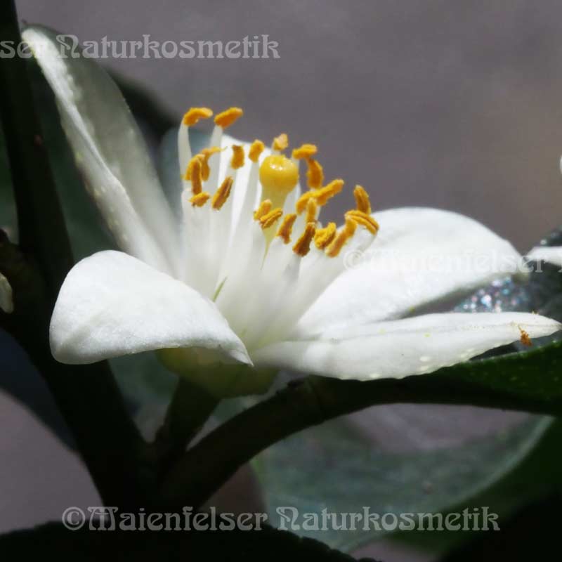 Orangenblüten Marokko (1 ml)