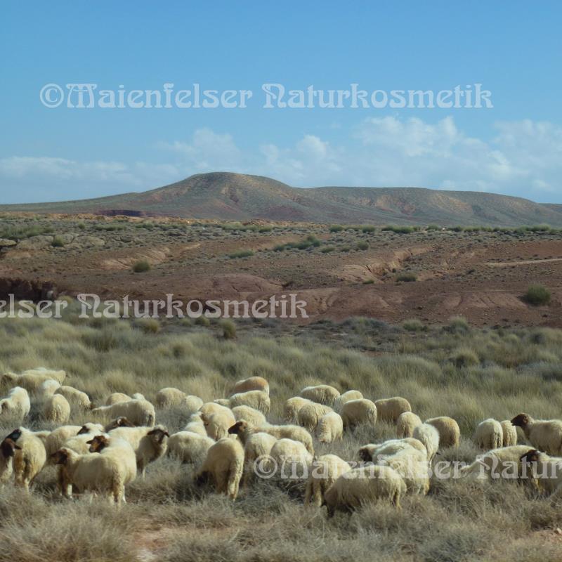 Schäfchenöl (5 ml)