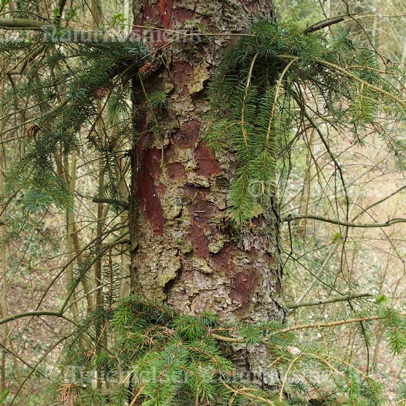 Fichte - Sitka Fichte (3ml)