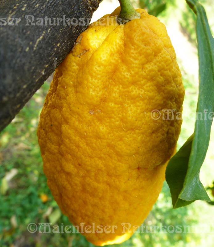 Cedrat (Urzitrone - Cedrat) (5ml)