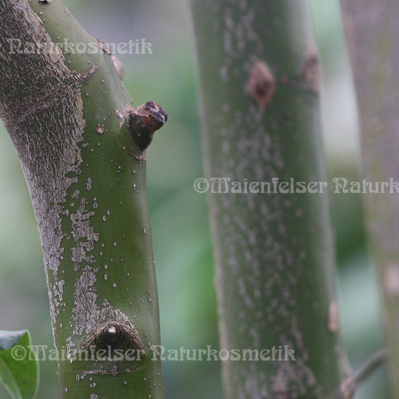 Zimtrinde burm. CO2 BIO (5 ml)