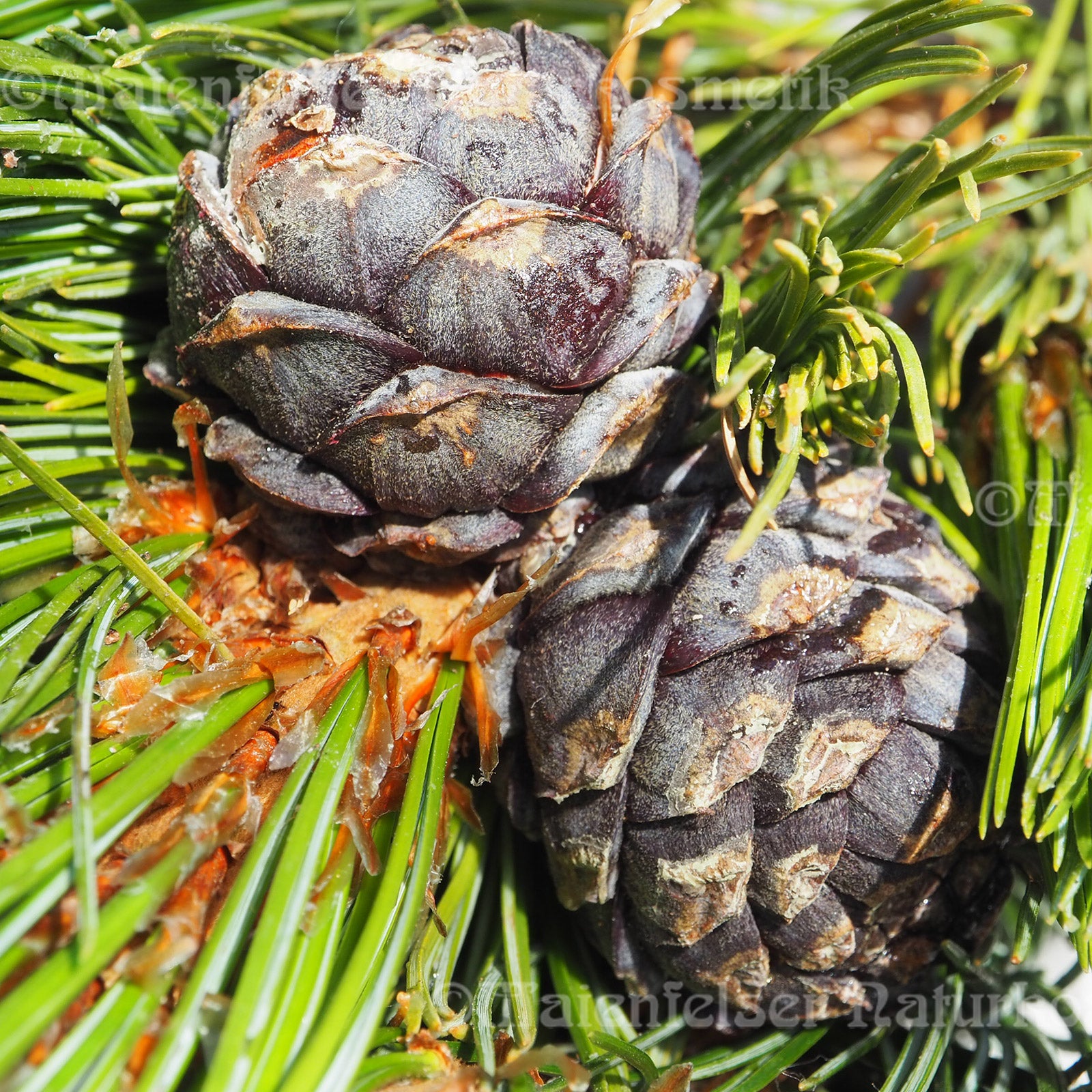 Zirbelkiefer Bio (10ml)